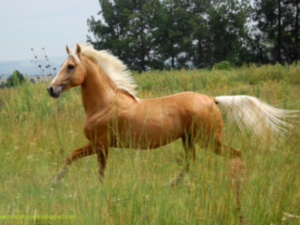 palomino3 palomino3