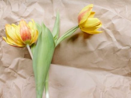 flower-3229064_1280 flower-3229064_1280